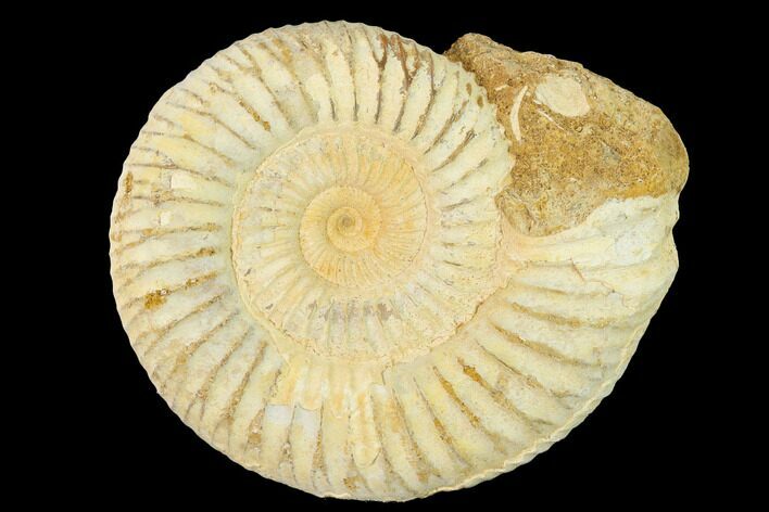 Jurassic Ammonite (Perisphinctes) Fossil - Madagascar #140396
